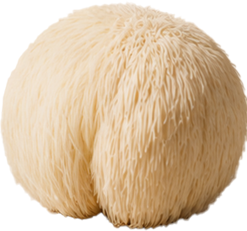 Lion's Mane mushroom