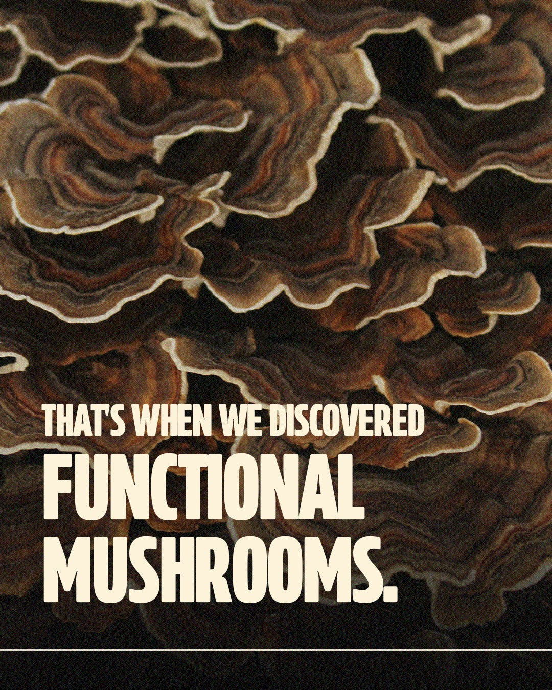 Close-up texture of functional turkey tail mushrooms